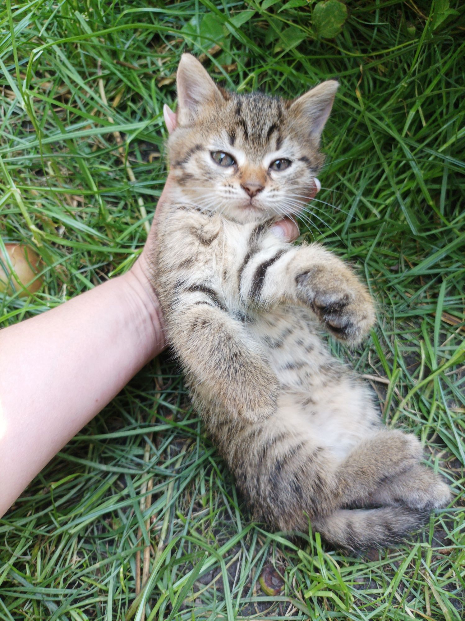 Кошенятка в добрі ручки