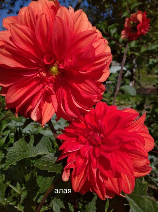 Клубні георгіни (жоржини)