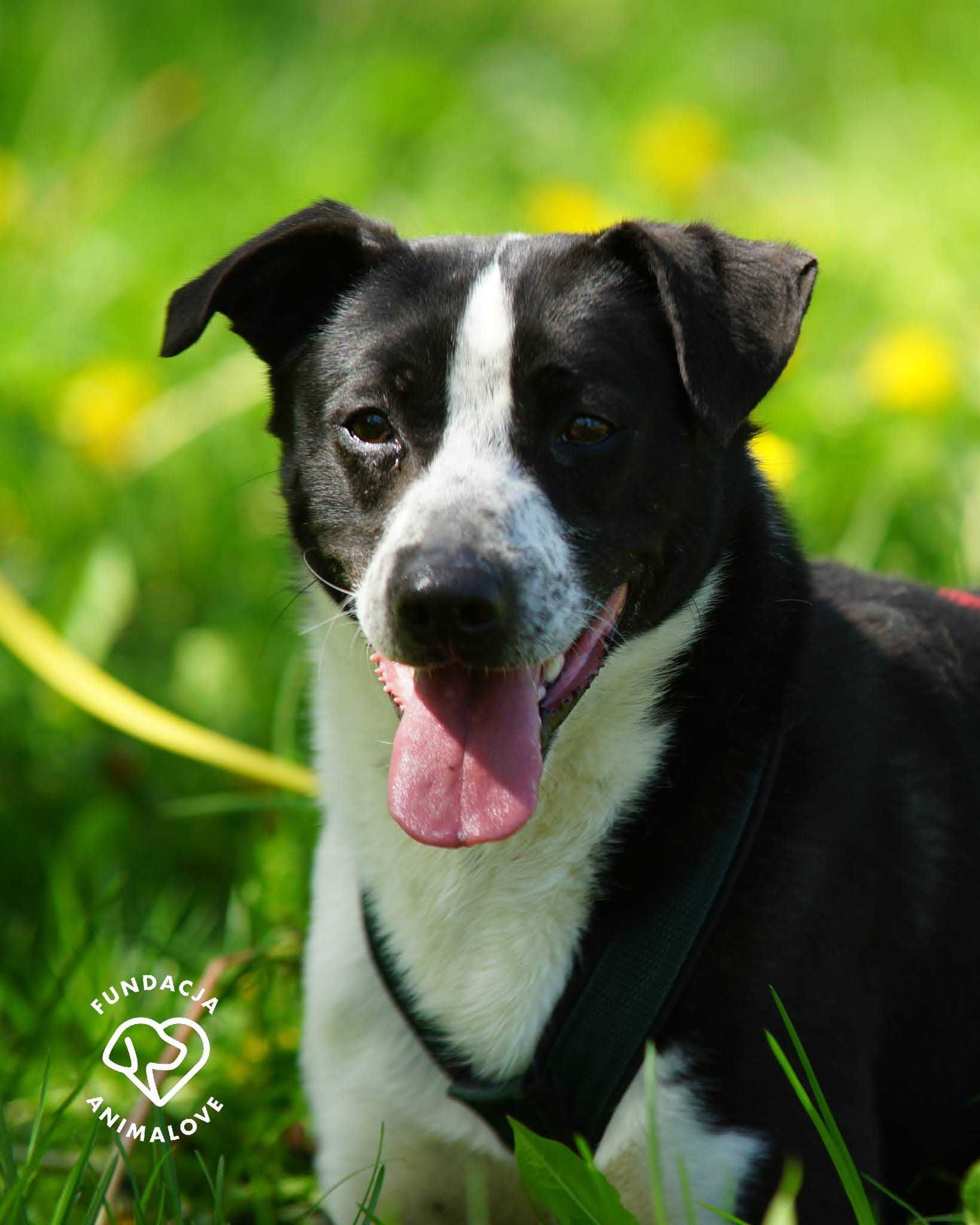 Border Collie krótkowłosy mix szuka domu