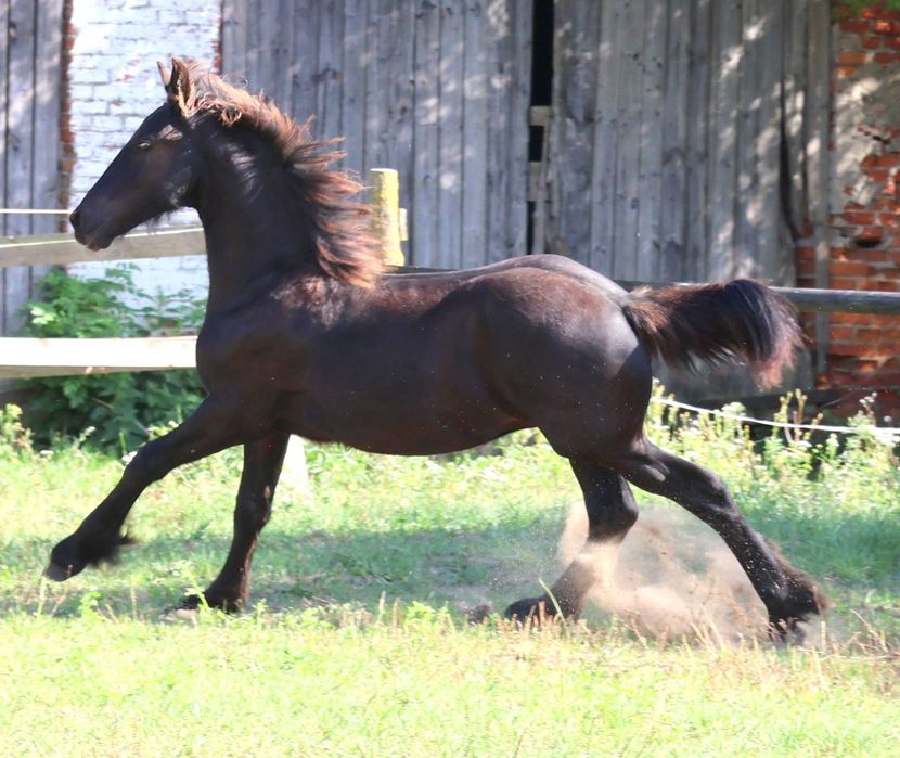 Ogier fryzyjski po ojcu 172 cm