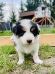 Border Collie FCI ZKWP trikolor tricolor