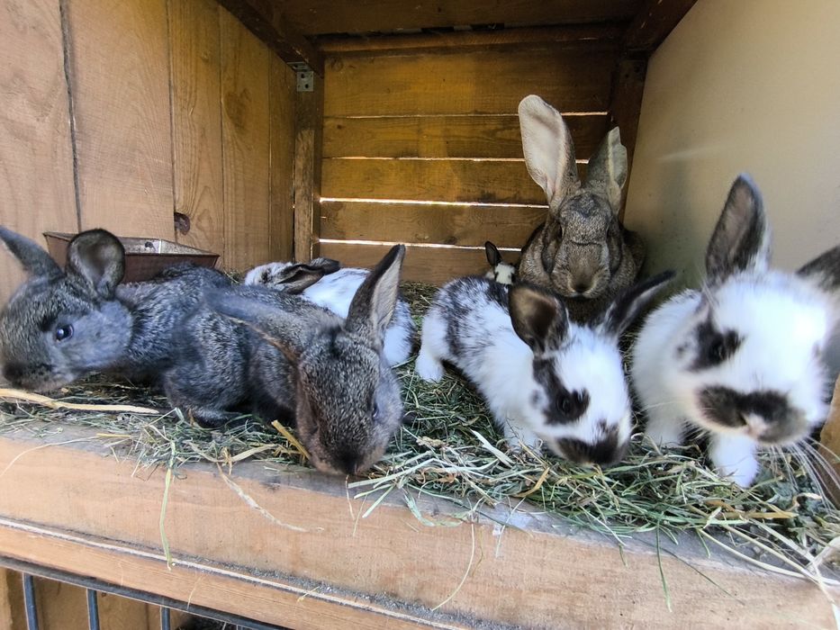 Sprzedam króliki z własnej hodowli