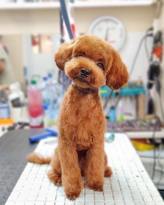 Стрижка собак та котів