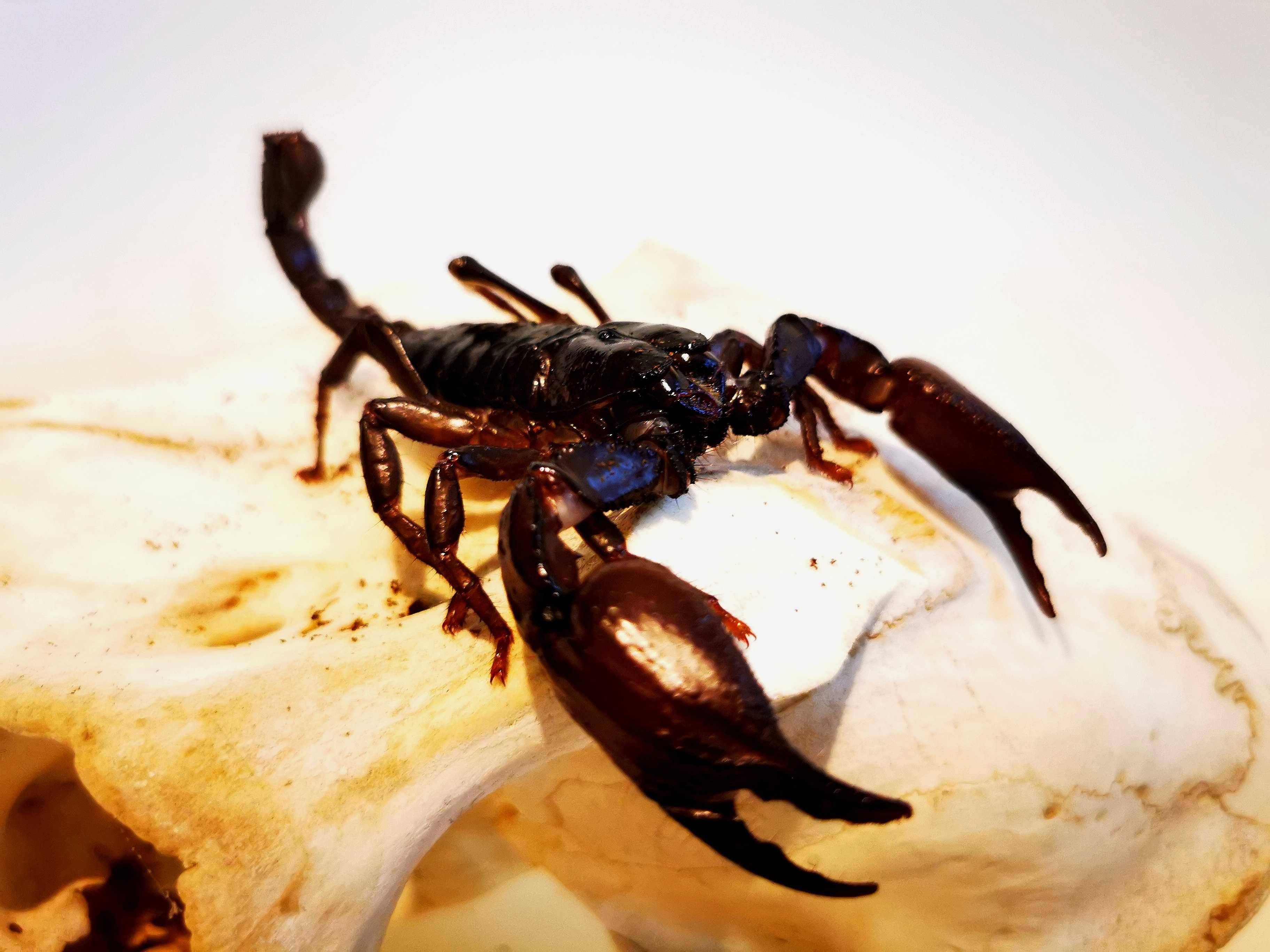 Skorpion Heterometrus sp. skorpiony dla początkujących