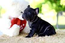 Buldog Francuski Marengo