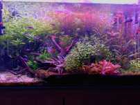 Akwarium 126l typu high tech