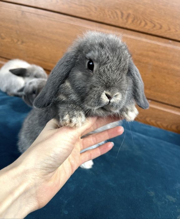 Karzełki Baranki Perłowe - Mini Lopy