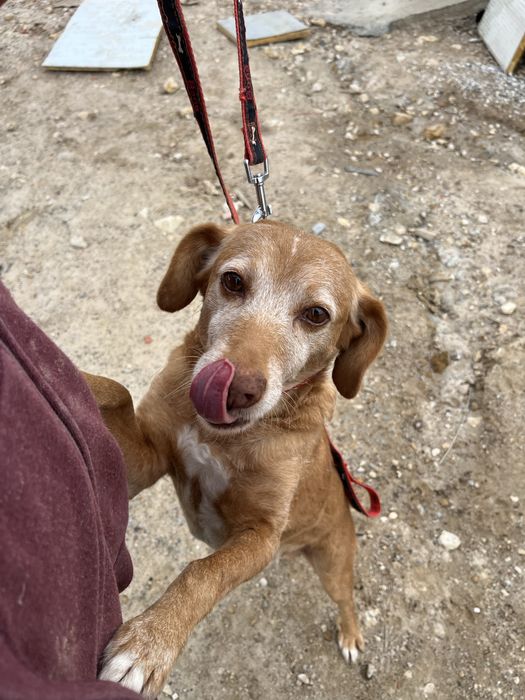 Spicy- o Cão dos abraços!