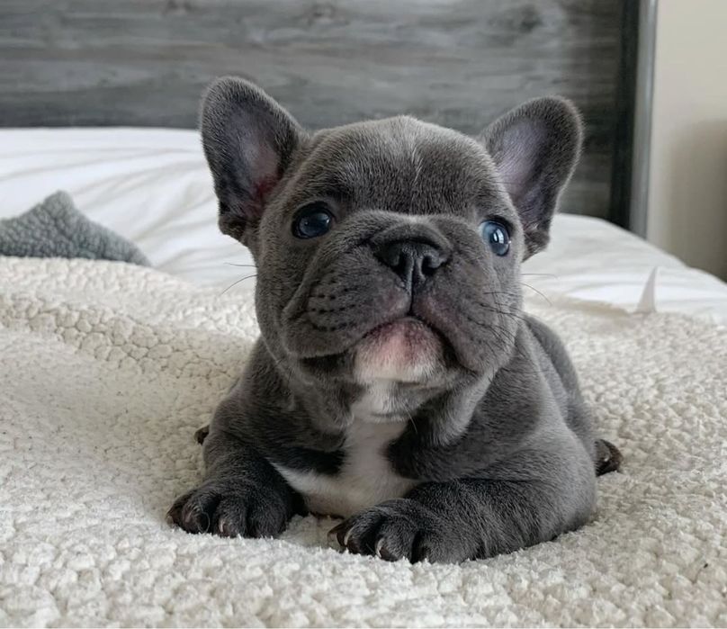 Шикарний хлопчик,блакИтний