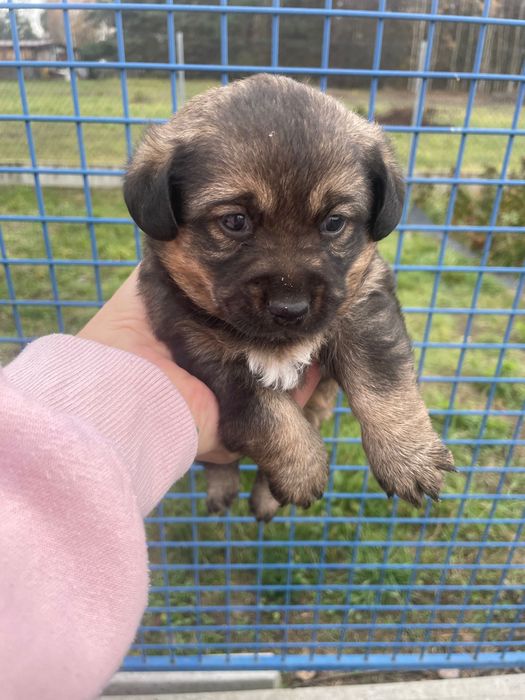 Oddam suczki w dobre ręce