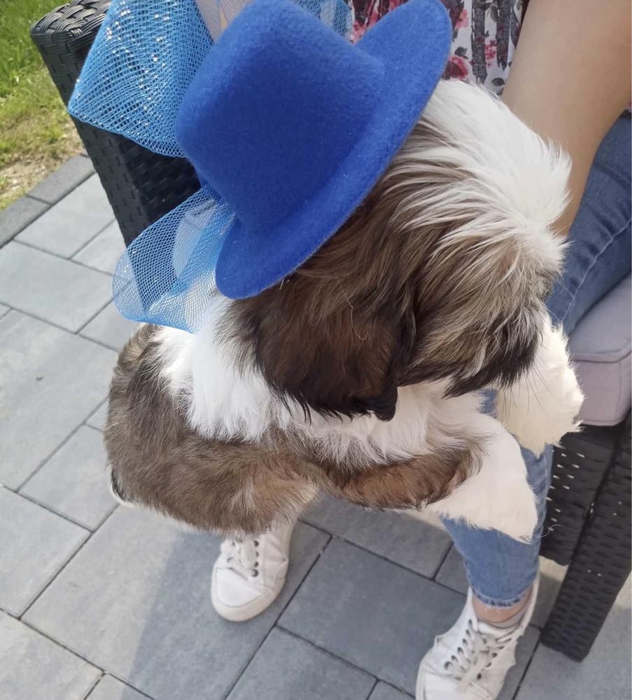 Szczeniaczek shih tzu