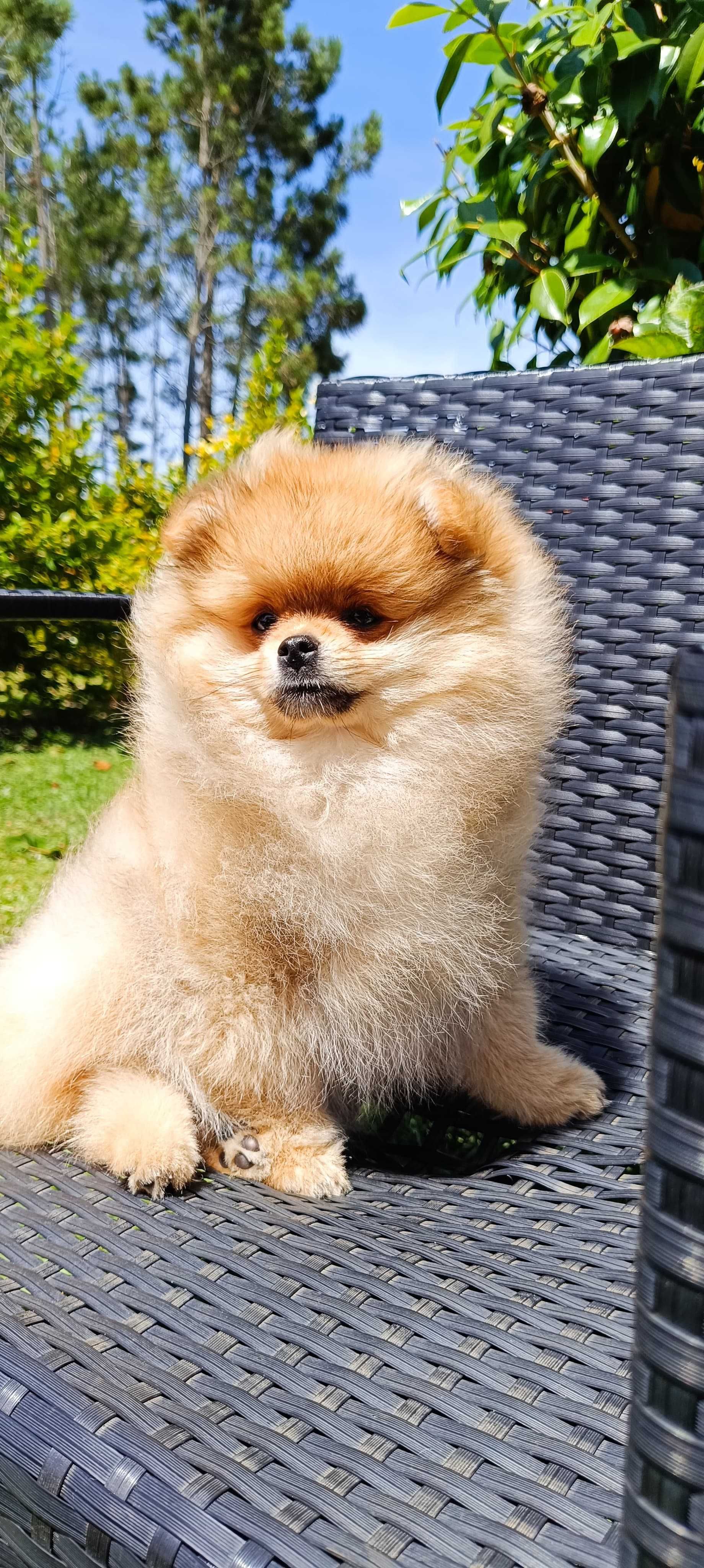 Spitz alemão anão, lulu da pomerânia