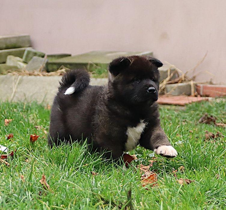 Akita Amerykańska samiec