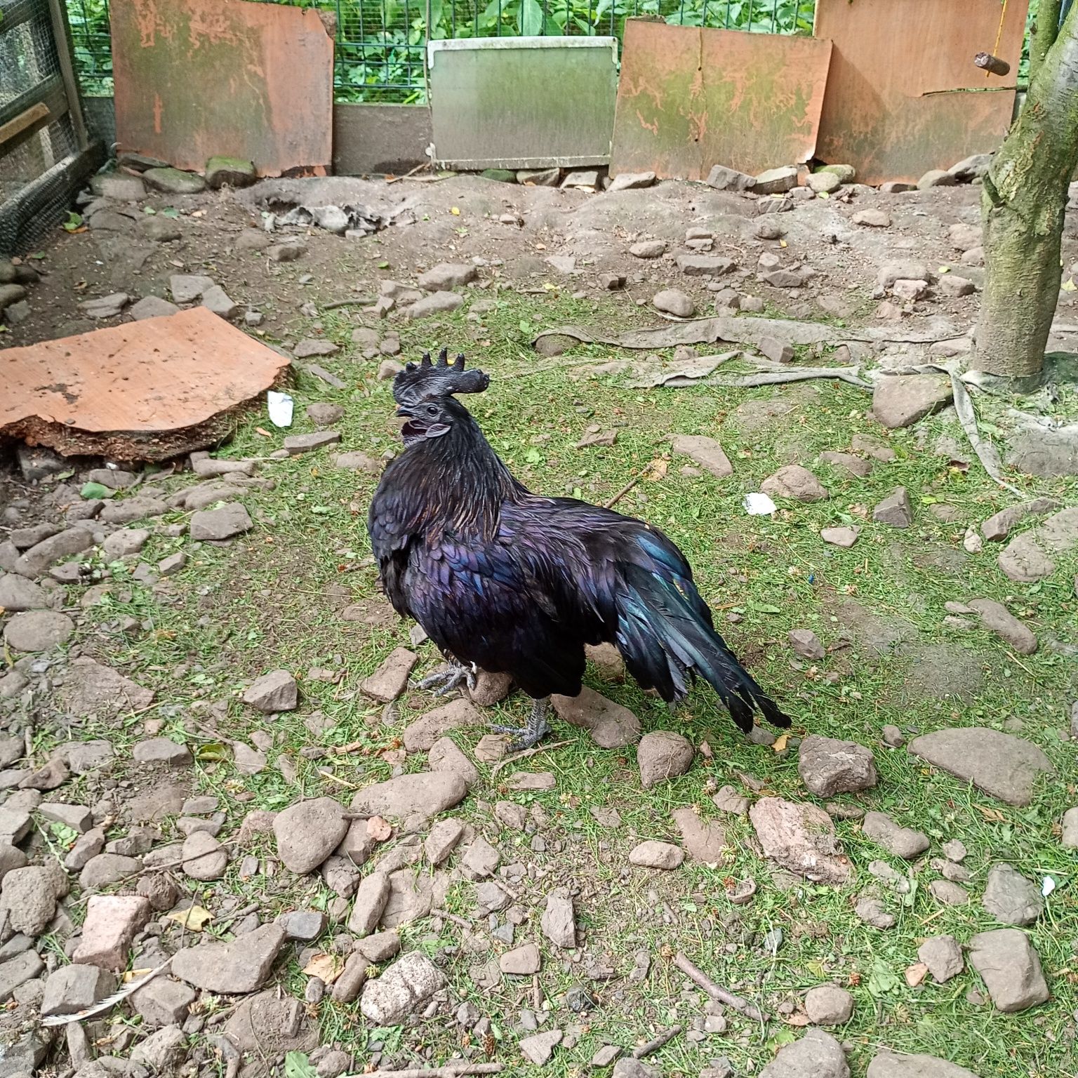Kogut ayam cemani młody roczny