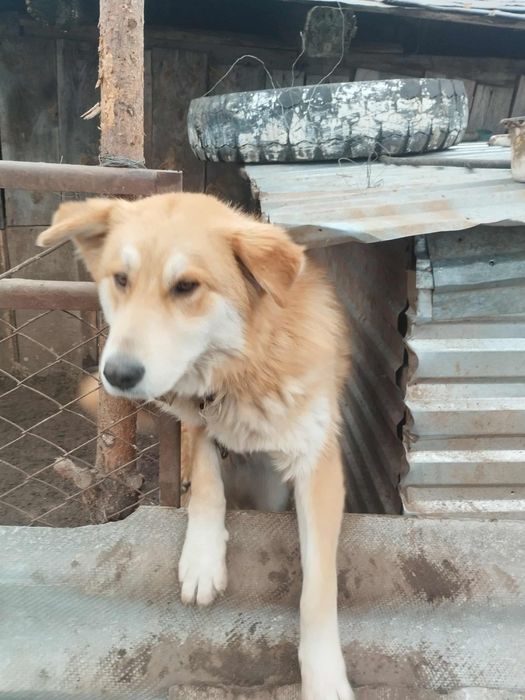 Отдам Собаку Алабай Хлопчик