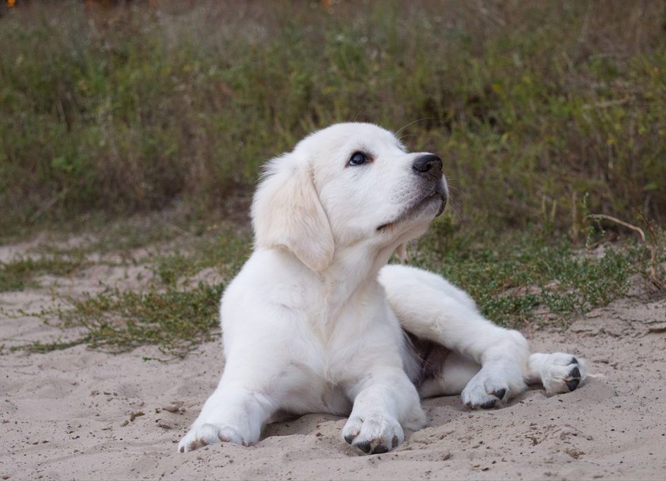 Надзвичайно гарний хлопчик золотистого ретривера