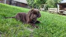 Labrador Retriever ZKWP FCI suka
