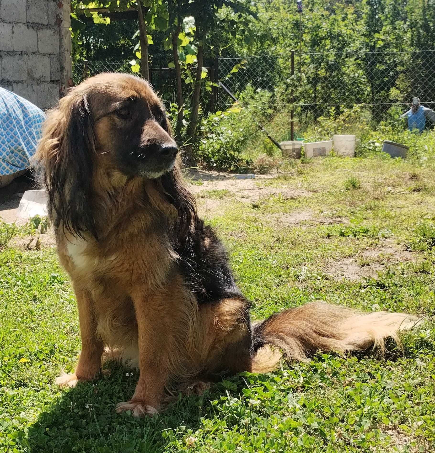 suczka do oddania w dobre ręce