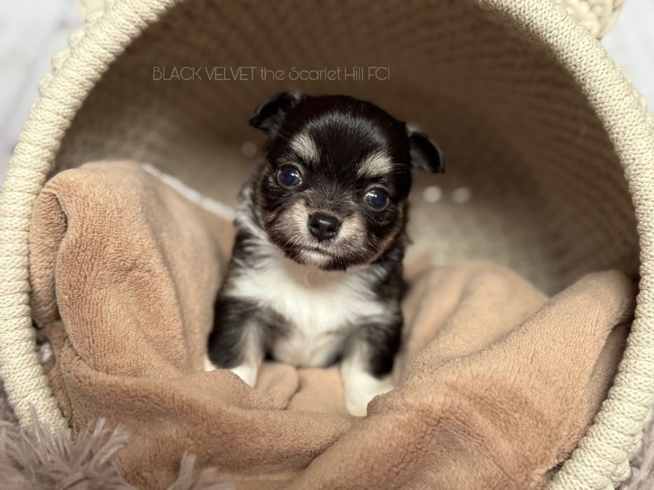 BLACK VELVET sunia szczenię chihuahua fci zkwp tricolor