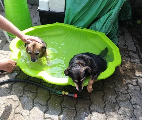 Albert, radosny psiak poruszający się przy pomocy wózeczka