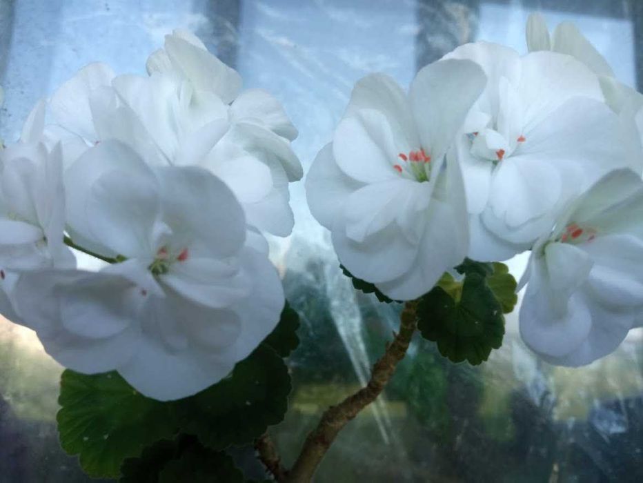 Пеларгонія зональна(герань) Платінум, Карл Хагель, Альбіна.