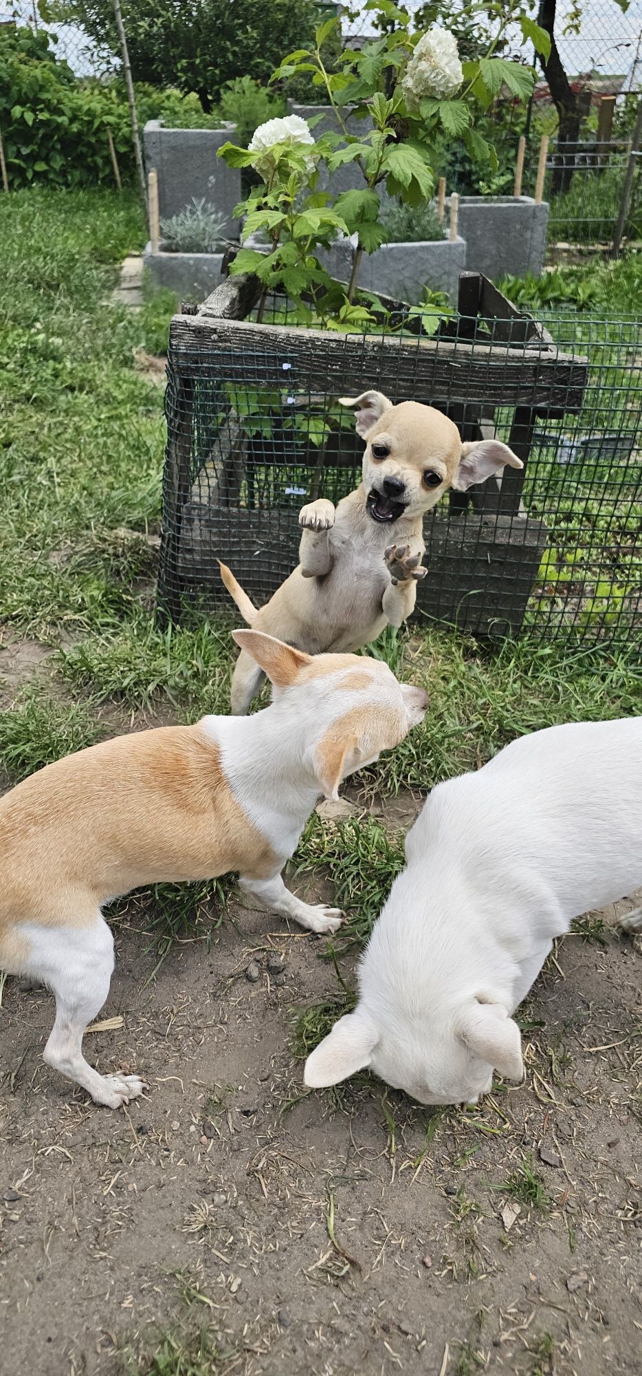 Chihuahua piesek gotowy do odbioru