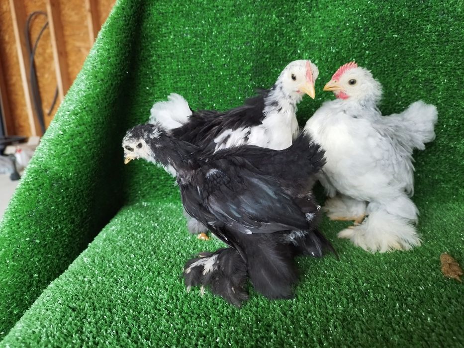 Pekins.., lavanda, black mottled e black
