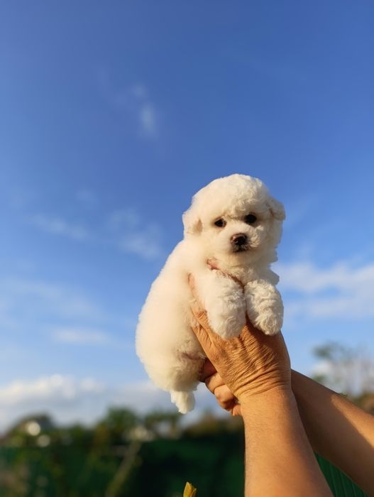 Ласковая и игривая Бишон фризе.