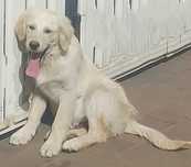 Golden retriever samiec