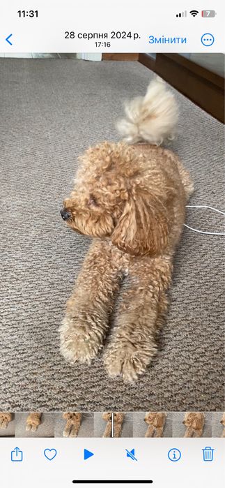 Вʼязка той пудель