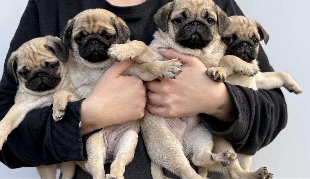 Мопси - цуценята.  Договірна ціна