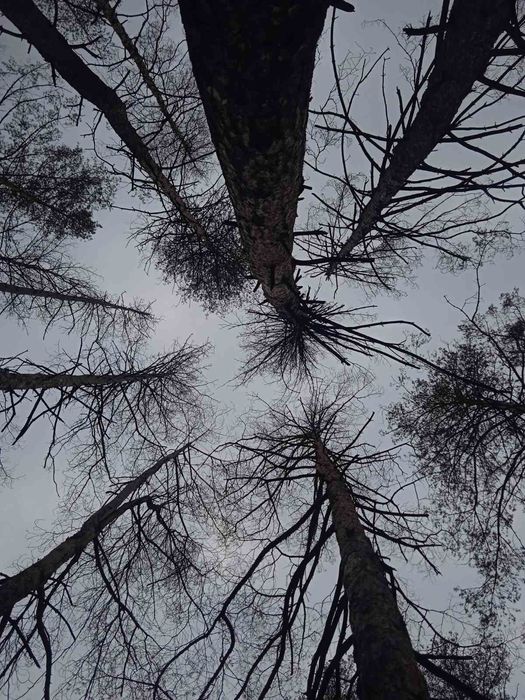 Выгул собак не дорого