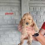 Cocker spaniel szczeniak