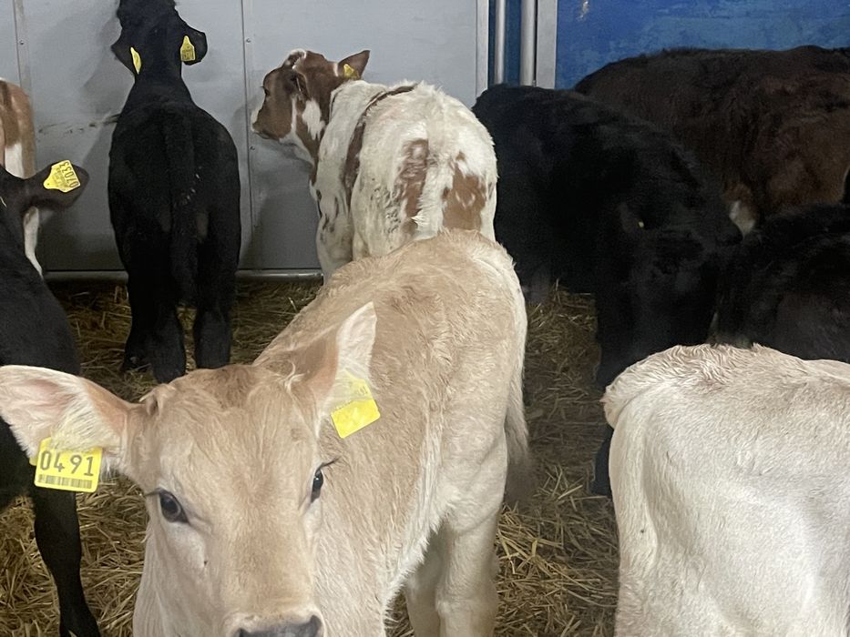 Cielaki mięsne  do chowu