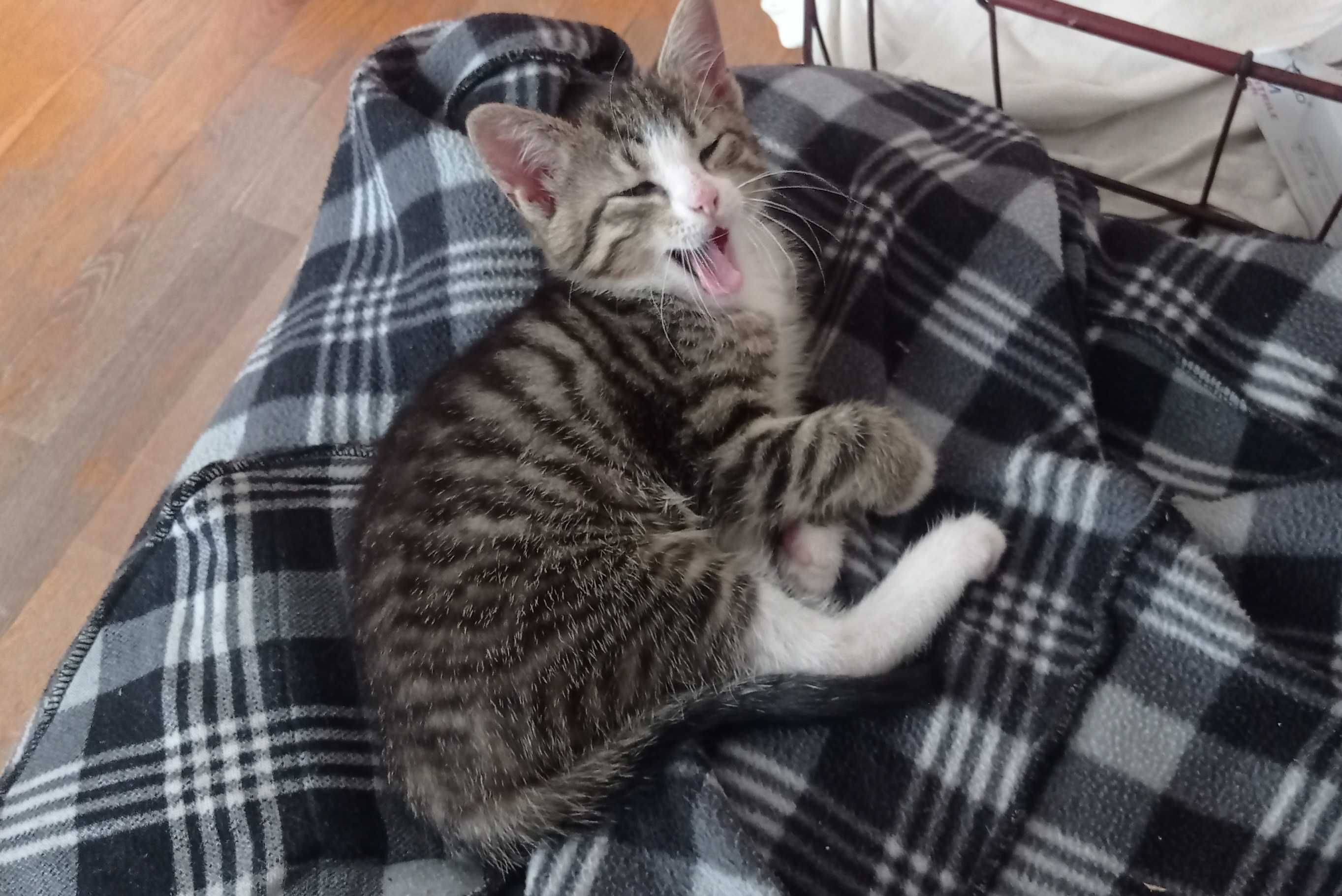 Oddam kotki w dobre ręce