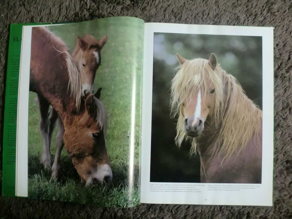 El Caballo
de Marietta Whittlesey