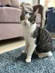 Kot Gustaw do adopcji