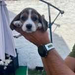 Beagle tricolor 3 machos 1 femea