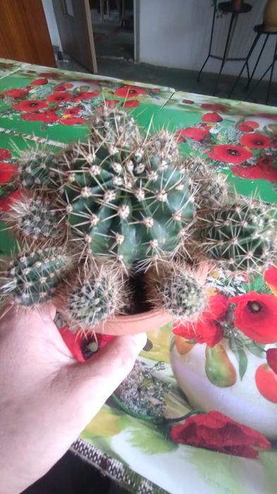 Katus w donice z małymi .