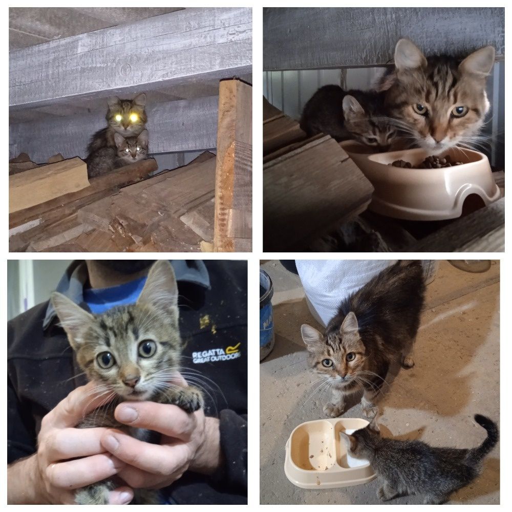 Отдам ласковую кошку