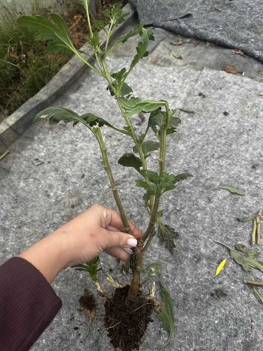 Маточники одноголової хризантеми