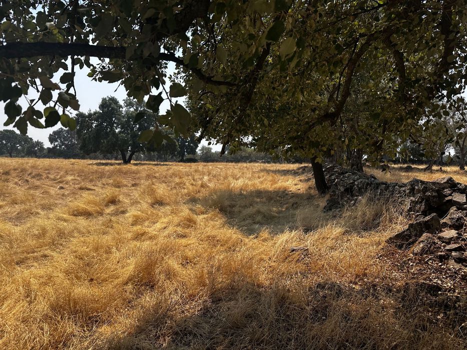 Terrenos Rústicos Zebreira com oliveiras e sobreiros
