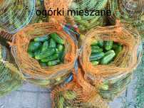 Ogórki z własnej uprawy