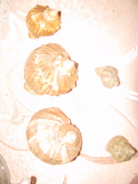 Морские ракушки. Покрытые лаком.