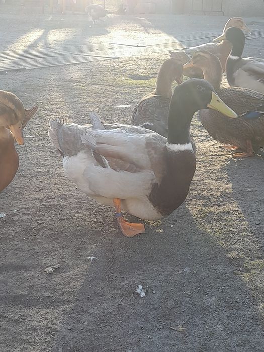 Sprzedam różny drób