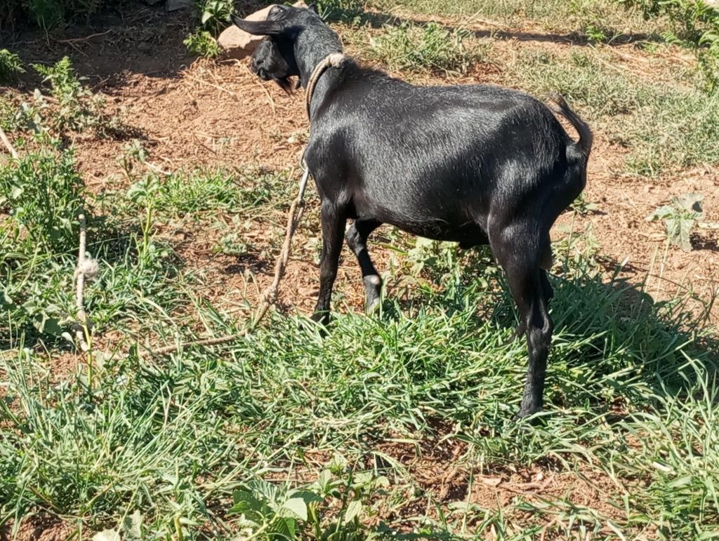 Cabrito com 1 ano e meio