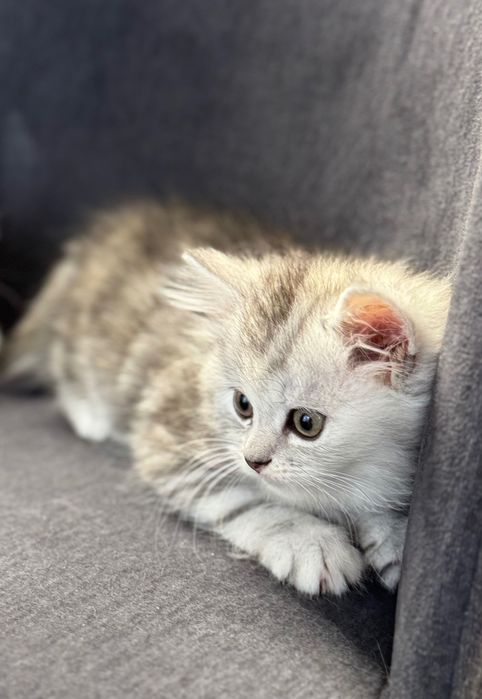 Котенята персидської шиншили, народилися 1.09, дві киці, два котика