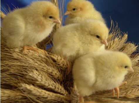 Добові курчата, качка, гуска, індик, бройлер,іспанка,редбро,мастер гре