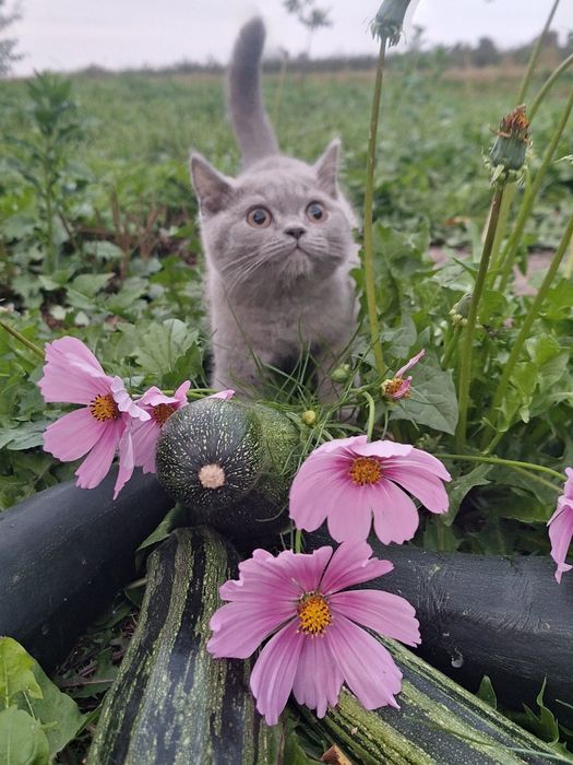 Kocurek brytyjski - ojciec International Champion FPL FIFE