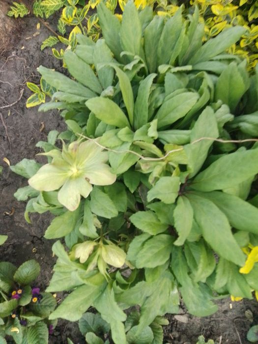 Распродажа карликового морозника